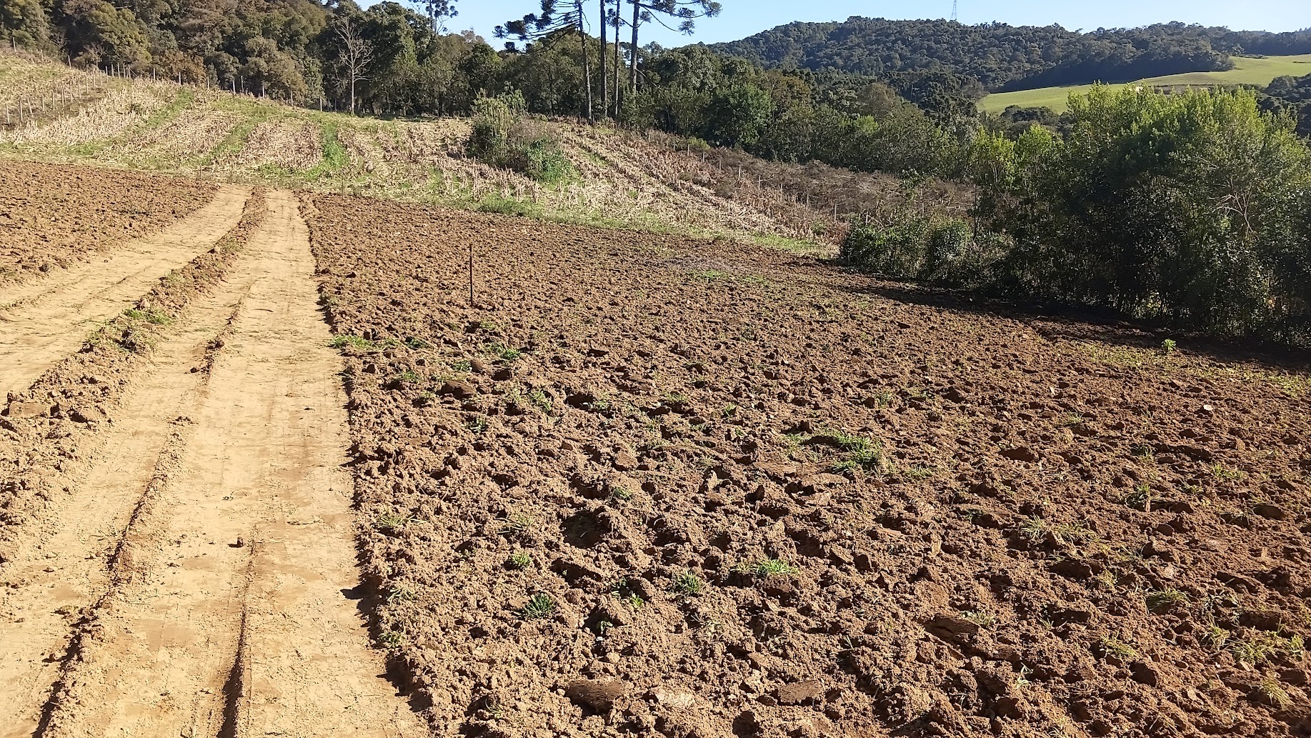 TERRENO   EXCELENTE (CENTRO DE BATEIAS- CAMPO LARGO)  PARA  MORADIA- SO CONTRUIR.