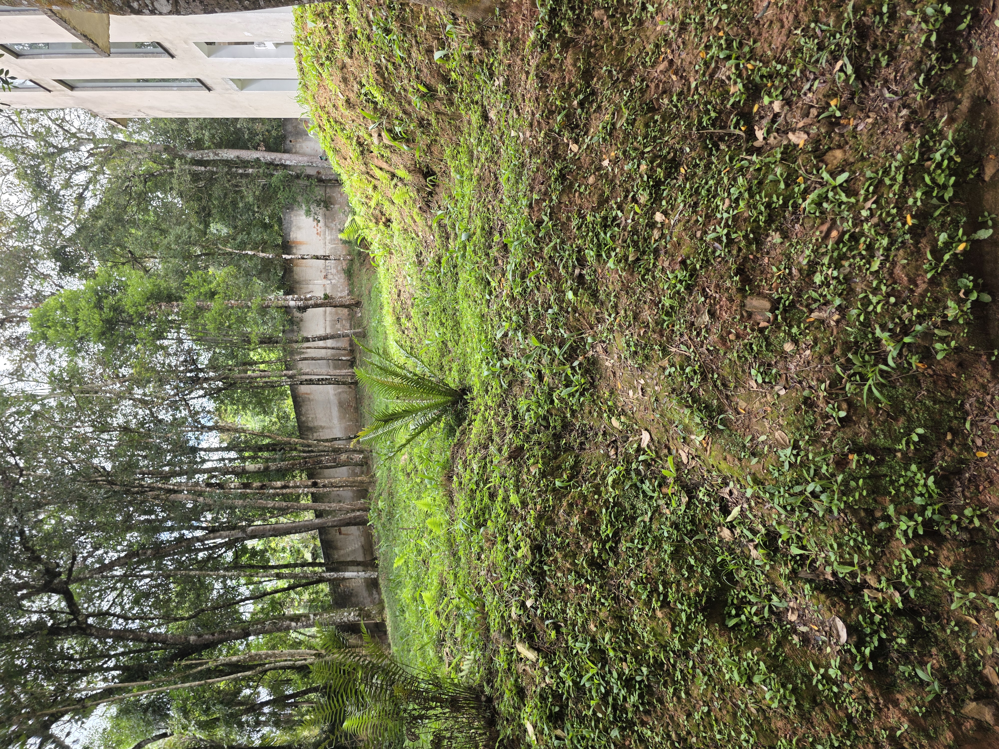 Lindo terreno no bosque 